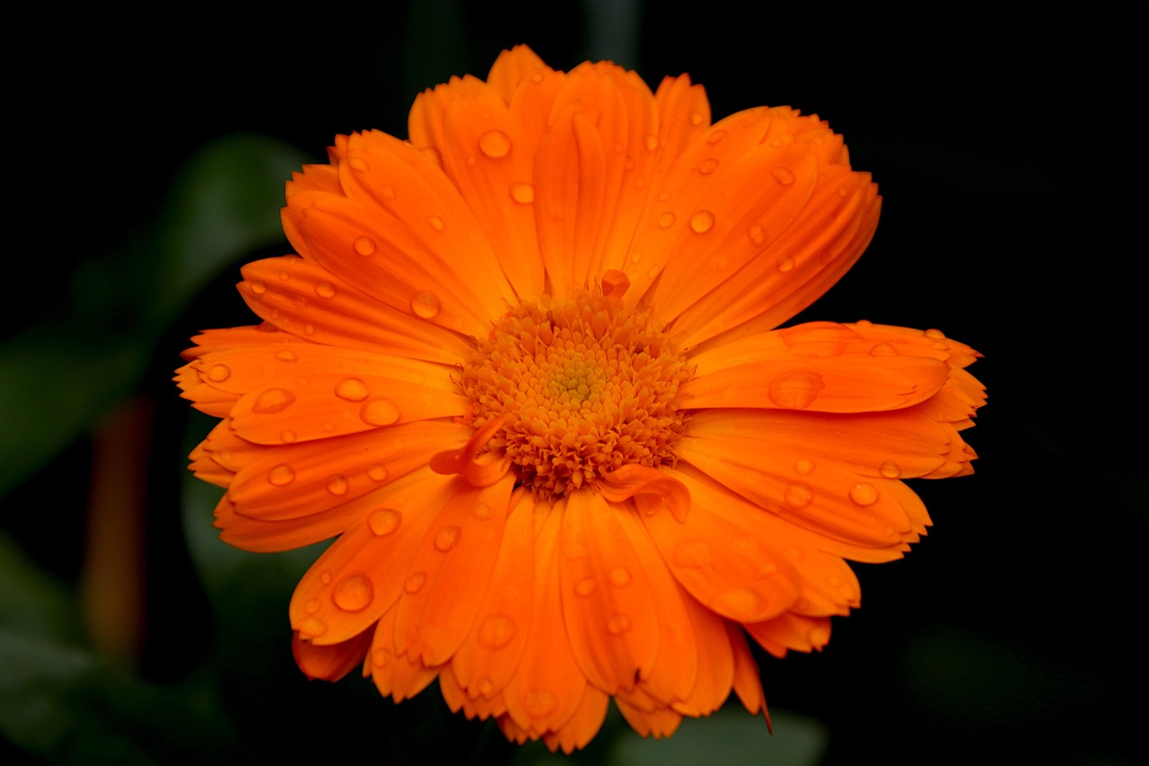 Intratuin Pijnacker