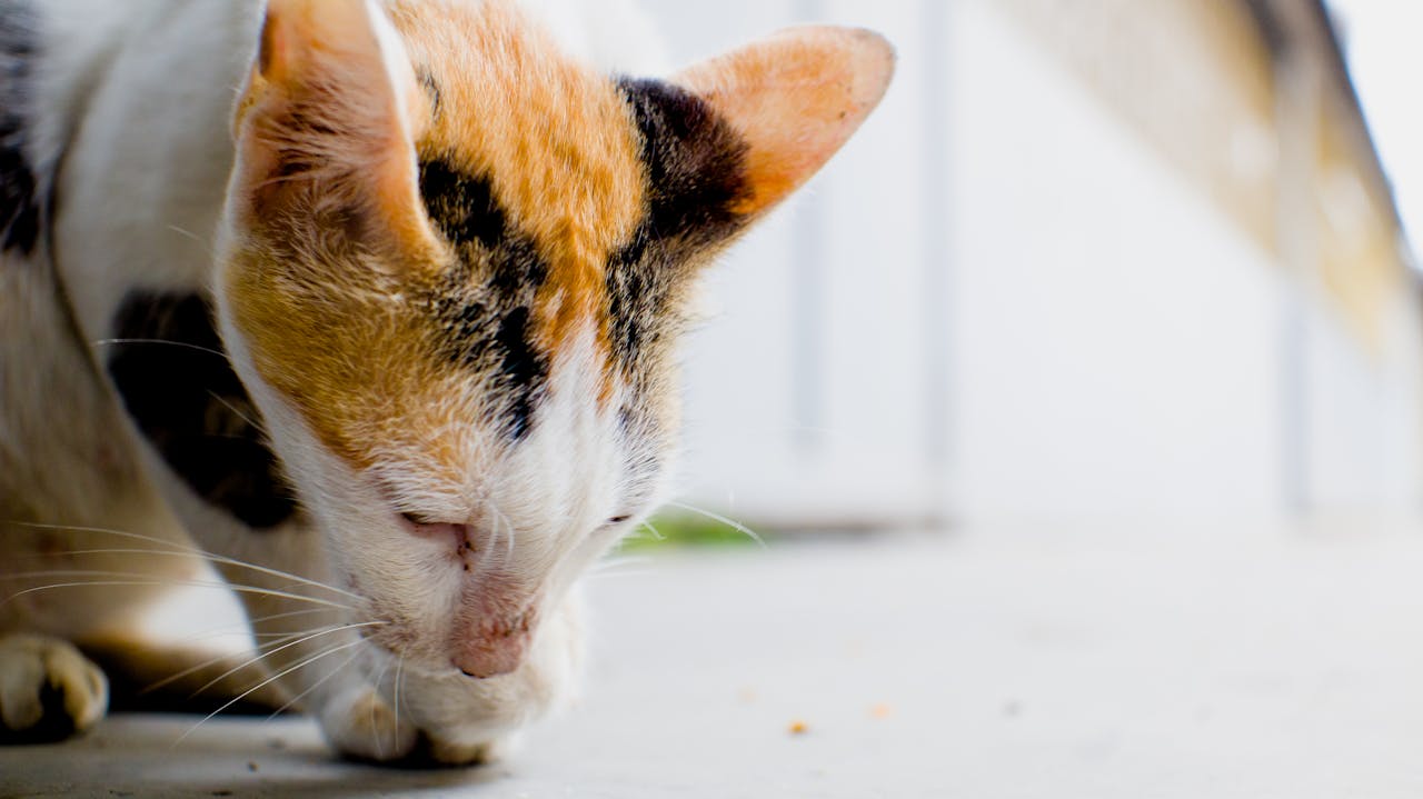De beste kattenwinkels van Nederland
